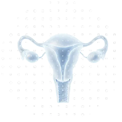 image of female reproductive system