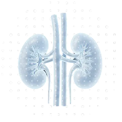kidneys health checkup test